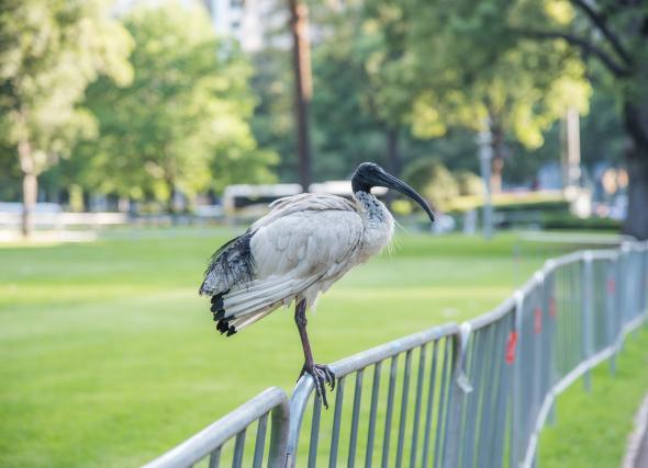 THE IBIS IS KNOWN FOR LOVING RUBBISH, DON'T BE AN IBIS. DELETE THOSE APPS AND PHOTOS. CLEAN UP YOUR PHONE